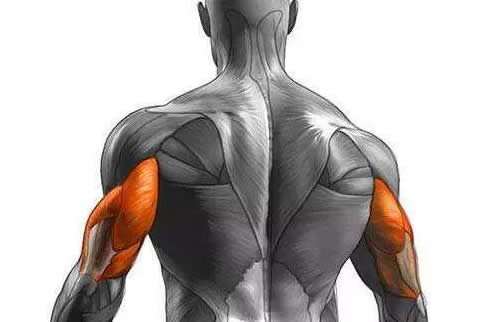 triceps